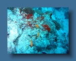 Helengeli 338